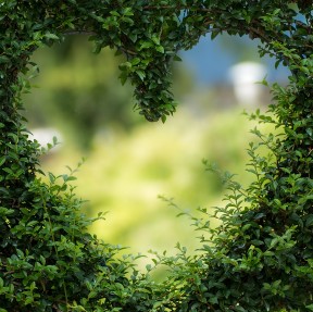 A hedge with a heart cut into it