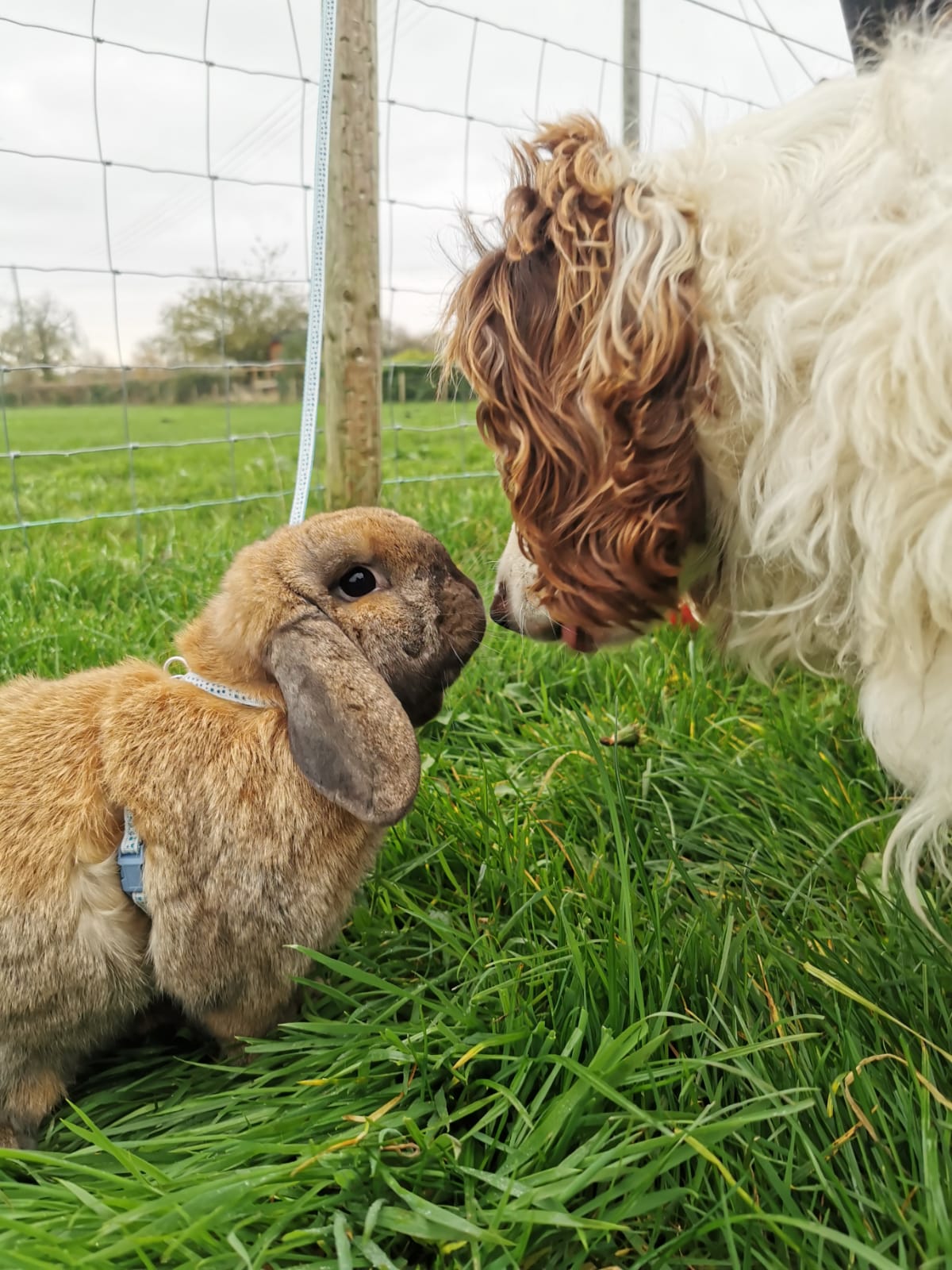 New Pastures Care Farm